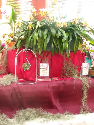 A 54ª edição da Exposição Nacional de Orquídeas será na Praça da XV