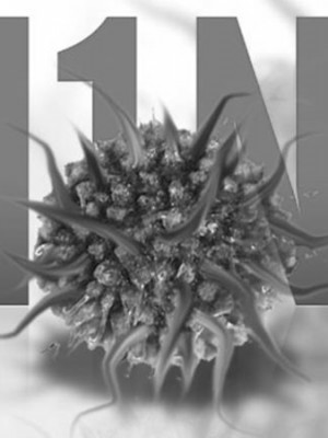 H1N1