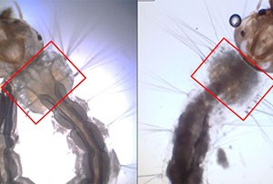 Produto desenvolvido por pesquisadores da USP interrompe ciclo de desenvolvimento do mosquito transmissor dos vírus da dengue, Zika e chikungunya