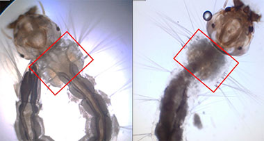 Produto desenvolvido por pesquisadores da USP interrompe ciclo de desenvolvimento do mosquito transmissor dos vírus da dengue, Zika e chikungunya