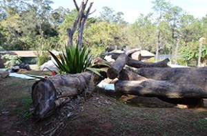 Urso recinto (14)
