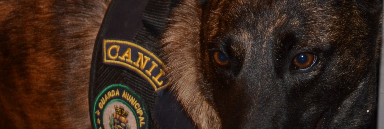 GM Kiara farejador (1)