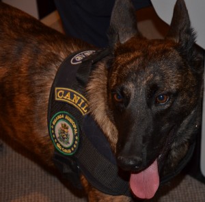 GM Kiara farejador (1)