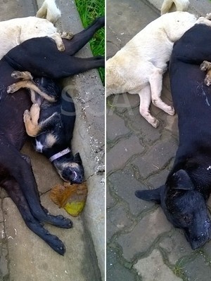 AAAcaesenveneadosangelina_c620400