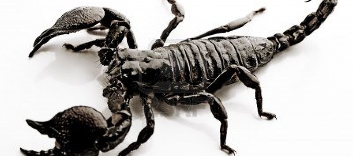 1AEscorpião-Preto