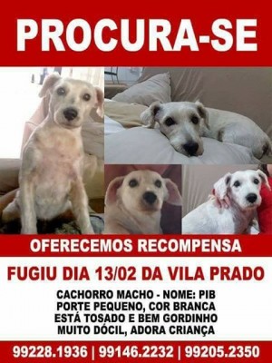 1aprocura-se