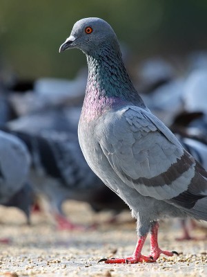 Rock_Pigeon_Columba_livia