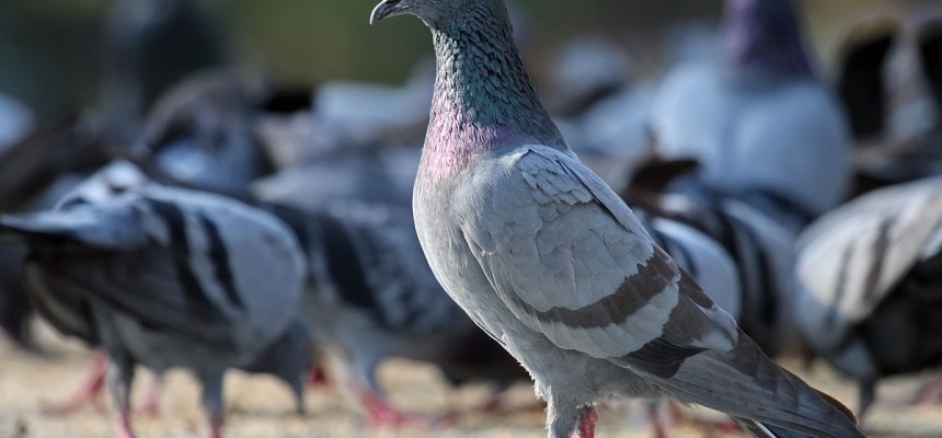 Rock_Pigeon_Columba_livia