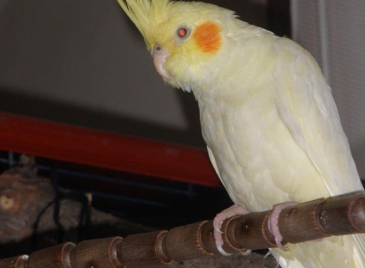AAACALOPSITA