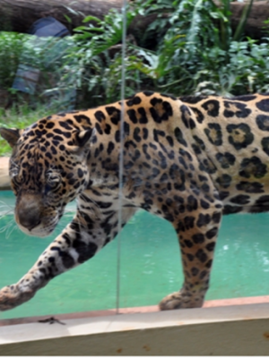 onca-parque-696x464