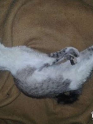 gato3