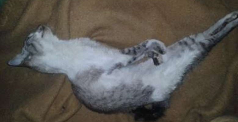 gato3