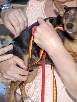 vacinação raiva animal (1)