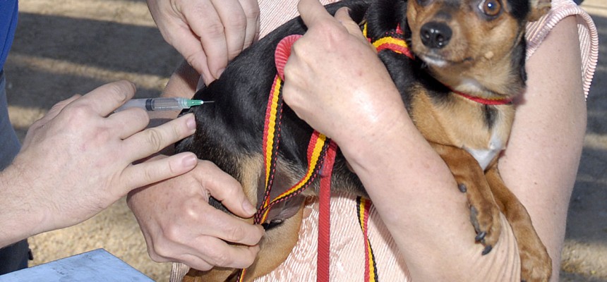 vacinação raiva animal (1)