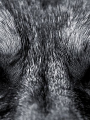 4000a0f09df739f74e33acc9d2de99e4_XL