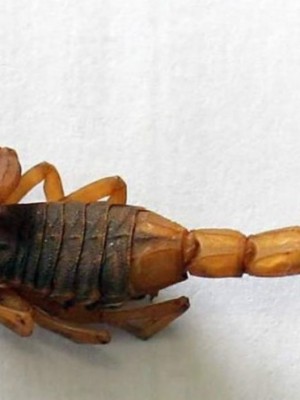 ESCORPIAO