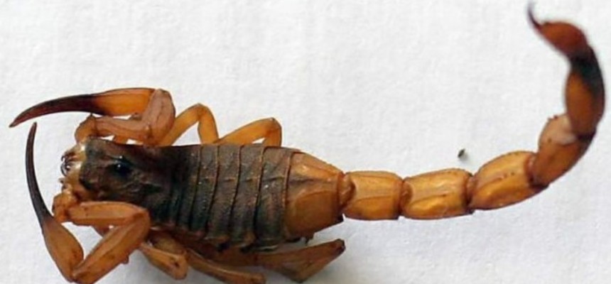 ESCORPIAO