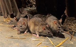 Perguntas-sobre-os-ratos-300x187