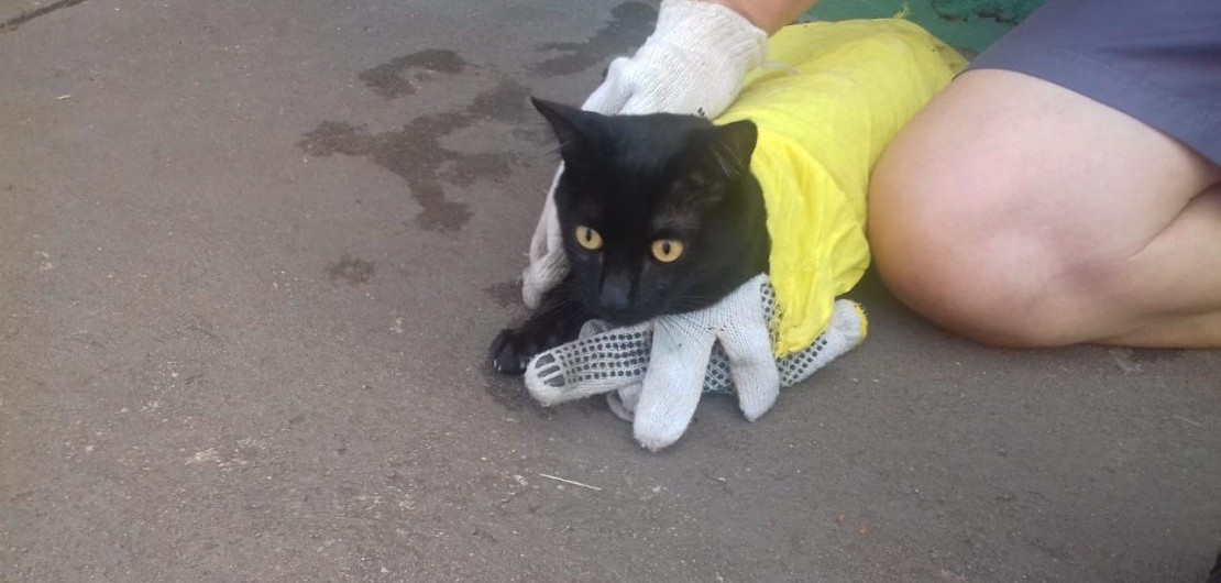 gato-1110x575