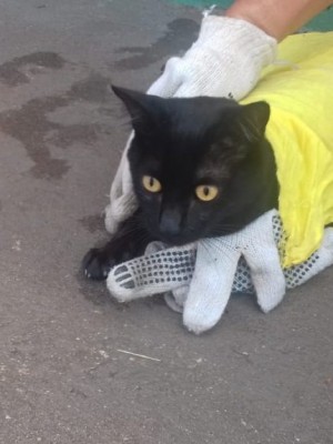 gato-1110x575