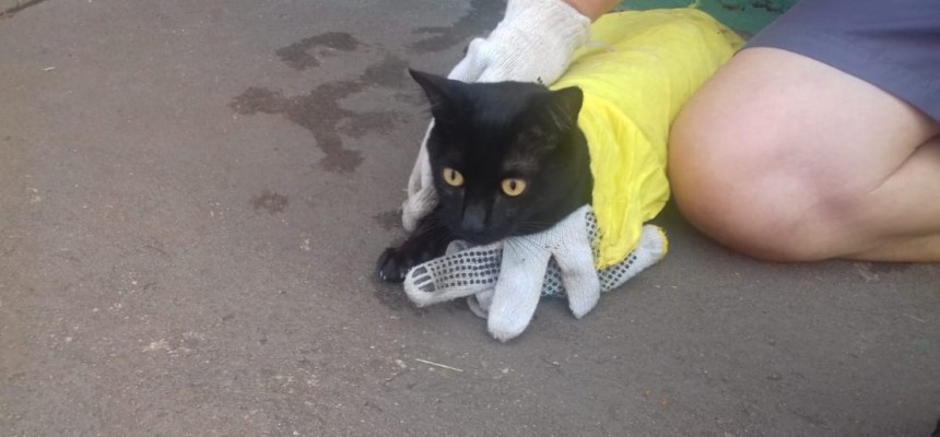 gato-1110x575