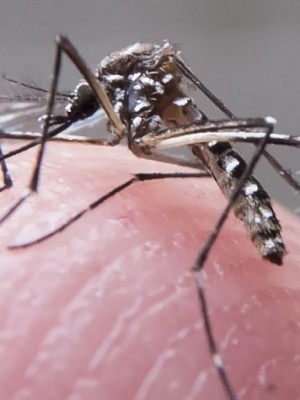 aedes_aegypt_2