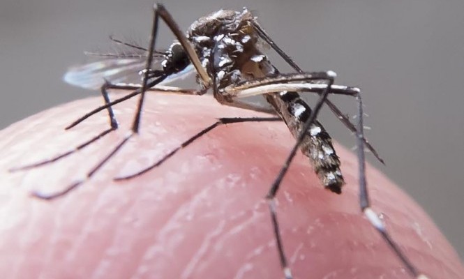 aedes_aegypt_2
