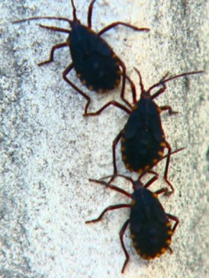 invasao_de_790x505_09012019110047
