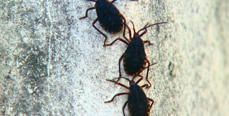 invasao_de_790x505_09012019110047