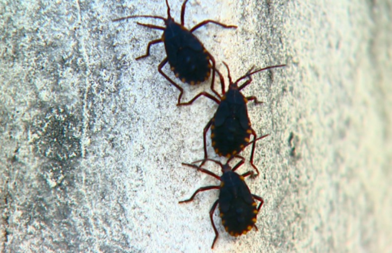 invasao_de_790x505_09012019110047