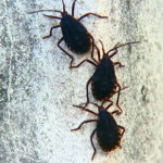 invasao_de_790x505_09012019110047
