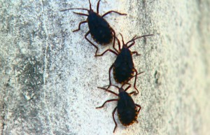 invasao_de_790x505_09012019110047