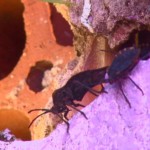invasao_de_790x505_09012019110059