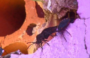 invasao_de_790x505_09012019110059