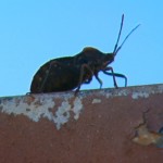 invasao_de_790x505_09012019110123