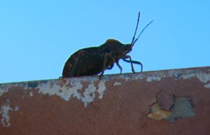 invasao_de_790x505_09012019110123