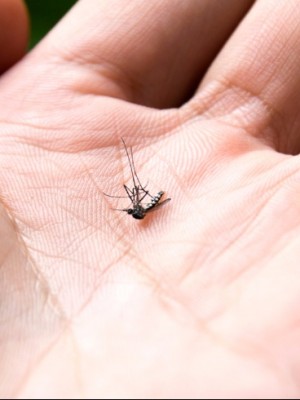 aedes_aegypti__29092017161753