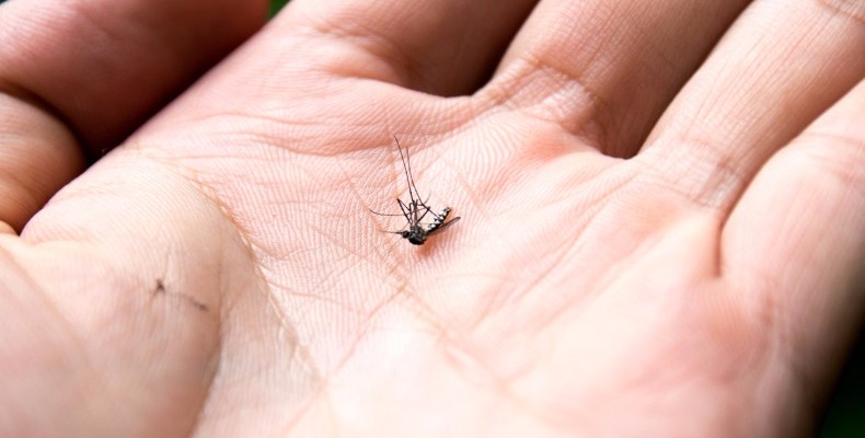 aedes_aegypti__29092017161753