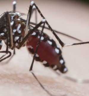 mosquito_aedes_500x320_03042018140642