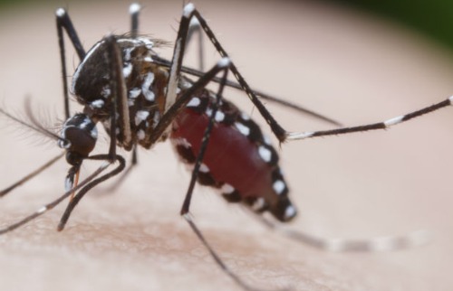 mosquito_aedes_500x320_03042018140642