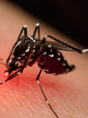aedes-pata-696x472