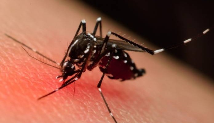 aedes-pata-696x472