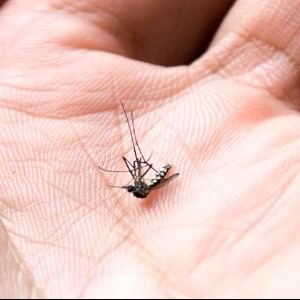 aedes_aegypti__29092017161810