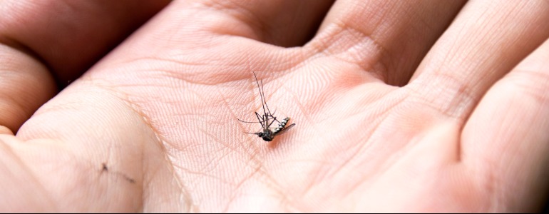 aedes_aegypti__29092017161810