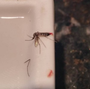 aedes-fabio-3-696x689