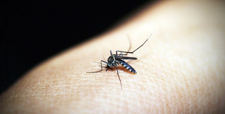 campinas_vive_790x505_28032019171338