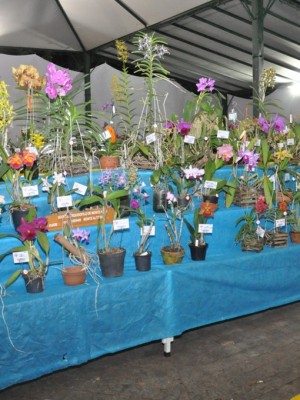 exposição orquídeas (2)
