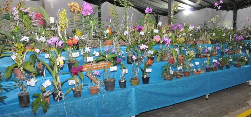 exposição orquídeas (2)