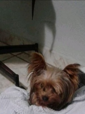 SNOOPY