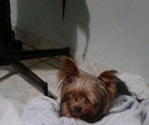 SNOOPY